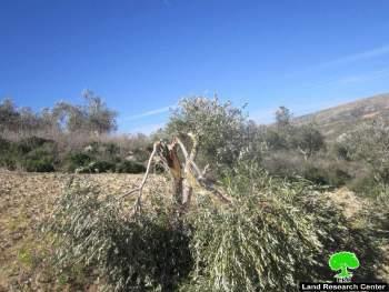 Colonists of Yizhar Ravage 54 Olive Trees