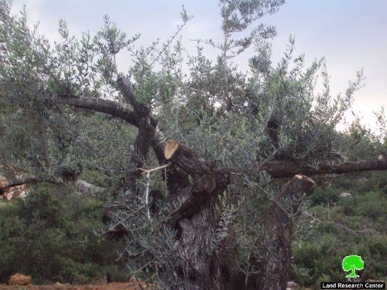 إتلاف 150 شجرة زيتون في قرية المزرعة القبلية / محافظة رام الله