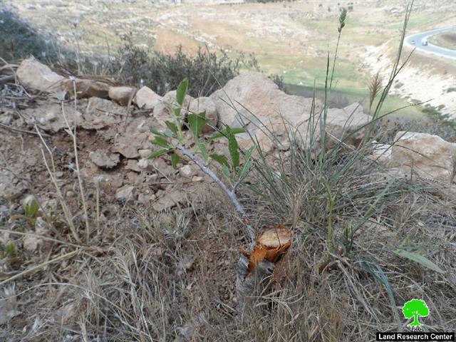 The Israeli authorities uproot and confiscate 450 trees in al-Dahiriya village
