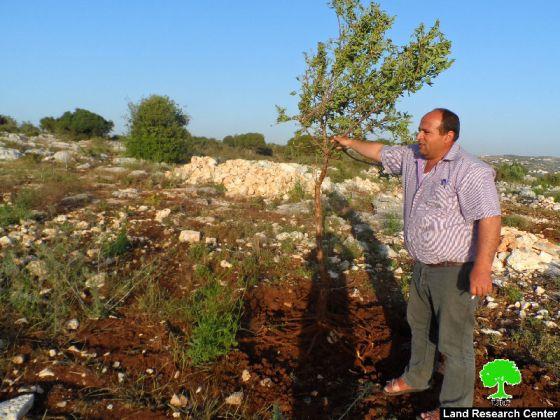 في جريمة جديدة مستعمرو ” ميفودوتان ” يقطعون  900 شجرة زيتون من أراضي قرية عرابة