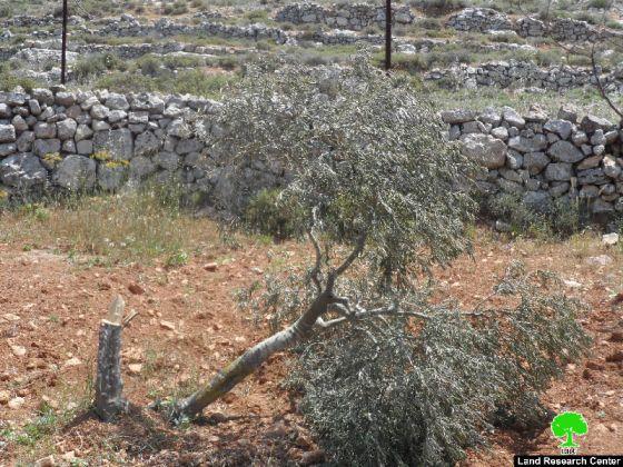 مستوطنو مستوطنة حلميش يتلفون 150 شجرة في قرية دير نظام