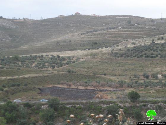 Colonists Set 137 Olive Trees Alight in Burin Village – Nablus Governorate