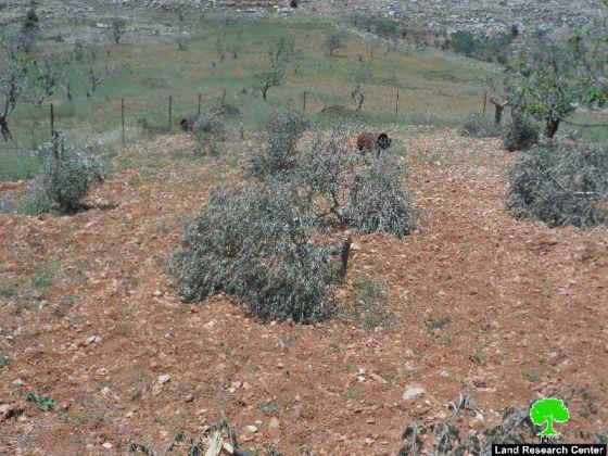 مستعمرو “عوفرا” يتلفون 28 شجرة زيتون في قرية دير جرير