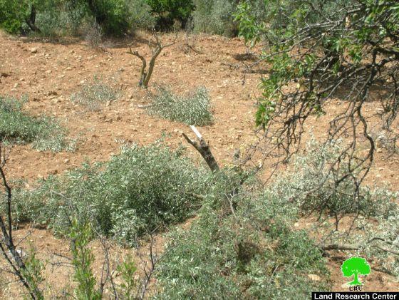 مستعمرو “جبعوت” يقطعون 50 شجرة زيتون في قرية نحالين