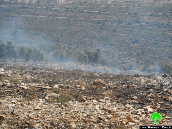 Setting 9 dunums of wheat fields and 2 dunums of olive groves ablaze