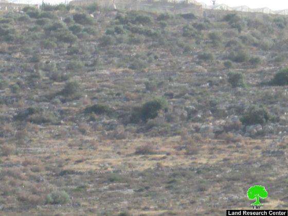 إعدام 480 شجرة زيتون معمرة بدم بارد عبر رشها بمواد كيمائية سامة في قرية عورتا