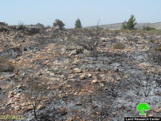 إحراق 590 شجرة زيتون في قرية بيتلّو / محافظة رام الله