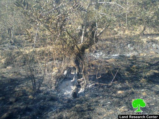 مستوطنو “جلعاد” يحرقون 64 شجرة زيتون في قريتي فرعتا واماتين /محافظة قلقيلية