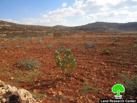 مستعمرون  يدمرون غرفة زراعية و يقتلعون 13 غرسة زيتون في قرية قصرة – محافظة نابلس