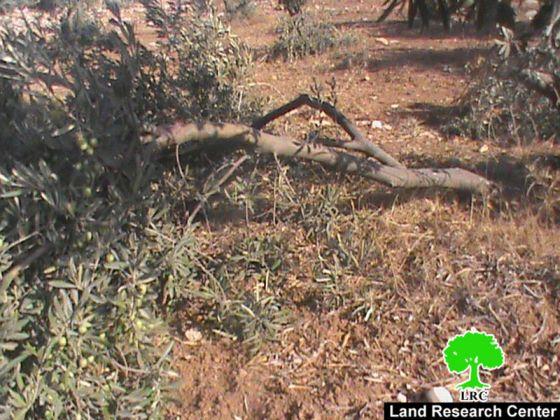 ‘Maon’ colonists attack olive trees in Yatta
