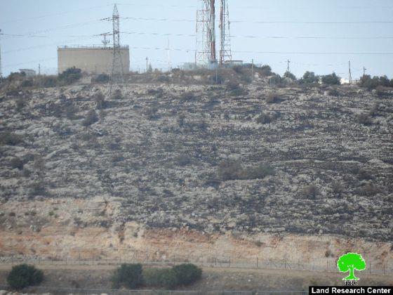 Colonists of Elkana destroy 140 olive trees in Az Zawiya