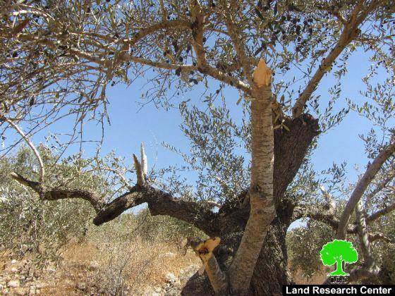 Destroying 12 olive trees in Ras Karkar