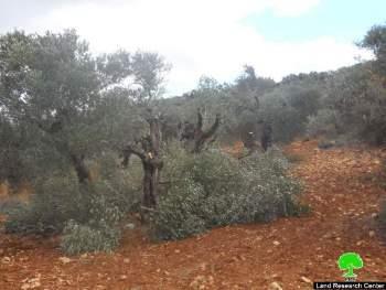 إتلاف 17 شجرة زيتون رومية في قرية ترمسعيا / محافظة رام الله