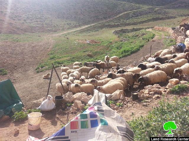 Vicious attack on Khirbet Jouana (12 structures demolished)