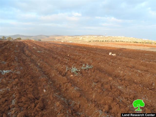 Adi Ad colonists destroy 206 olive seedlings in Turmus’ayya village – Ramallah Governorate
