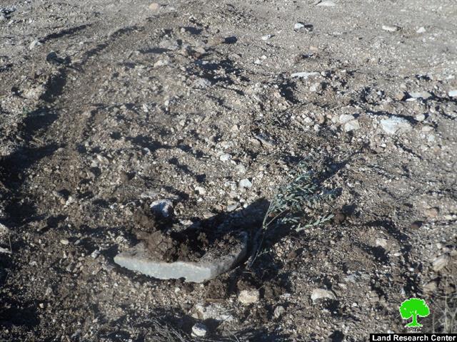 إتلاف 1400 غرسة زيتون في بلدة ترمسعيا في محافظة رام الله