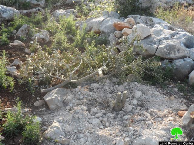 اقتلاع 250 غرسة زيتون في بلدة عرابة / محافظة جنين