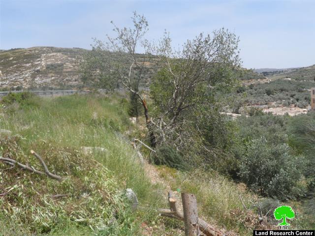 Cutting down 52 almond Trees and threatening to uproot another 1000 in Nablus