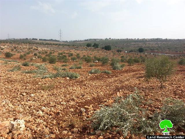 مستعمرو مستعمرة ” كدوميم” يتلفون 80 غرسه زيتون في قرية كفر قدوم