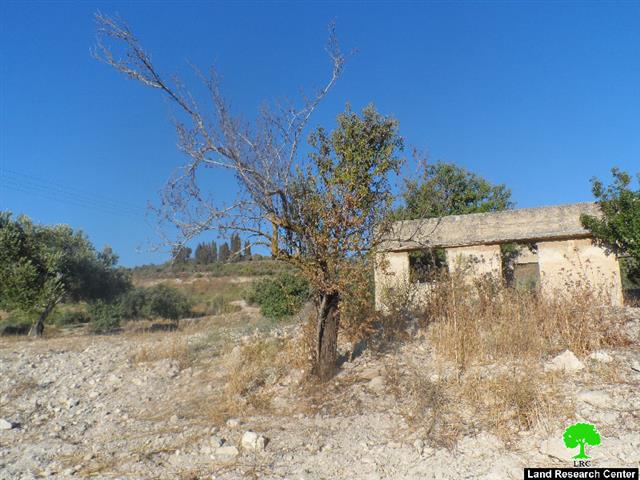 A field torched  and trees burn down in al-Naqura village – Nablus governorate