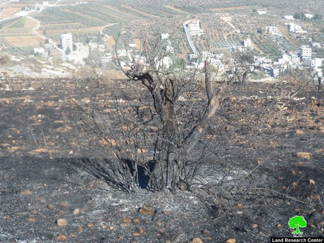 Setting Fire to Scores of Olive Trees in Huwara