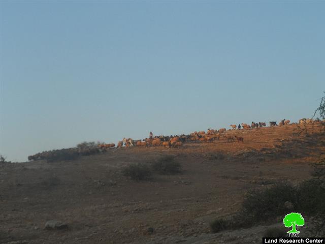 The occupation impose complex restrictions on sheep husbandry in the northern ghoor (Palestinian Jordan Valley)