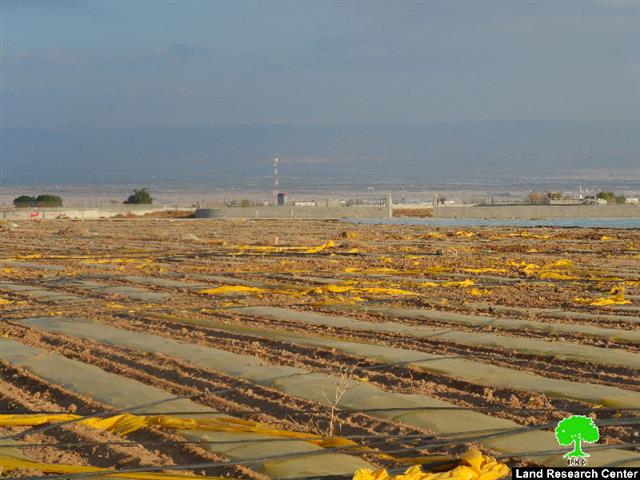 الاحتلال الإسرائيلي يدمر 75 دونماً زراعياً في منطقة المنطار