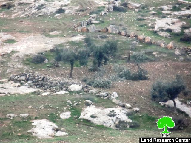مستعمرون يعتدون على 33 شجرة في خربة قواويس شرق يطا بمحافظة الخليل
