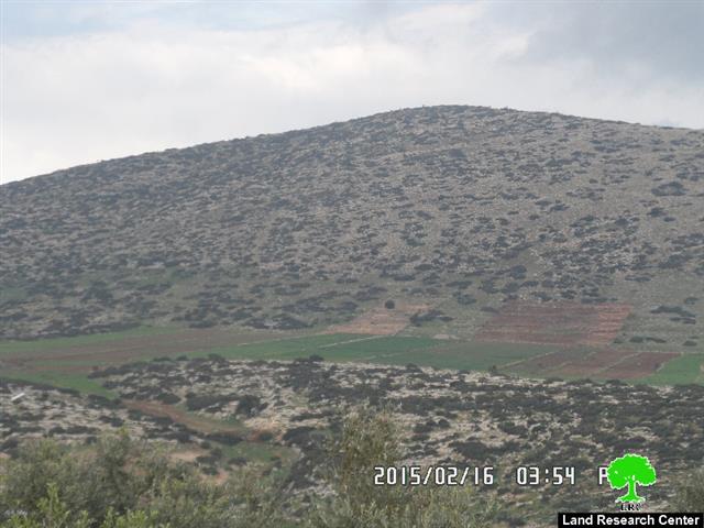 Israel Nature Authority notifies 210 olive seedlings with uprooting