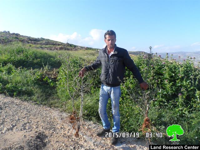Retaining walls demolition and trees uproot in the Nablus village of Majdal Bani Fadel