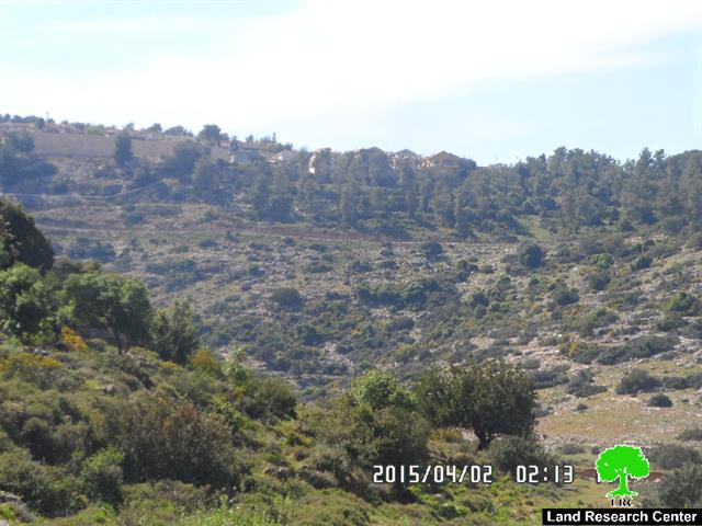 The Israeli occupation uproots more than 100 olive saplings in Salfit governorate