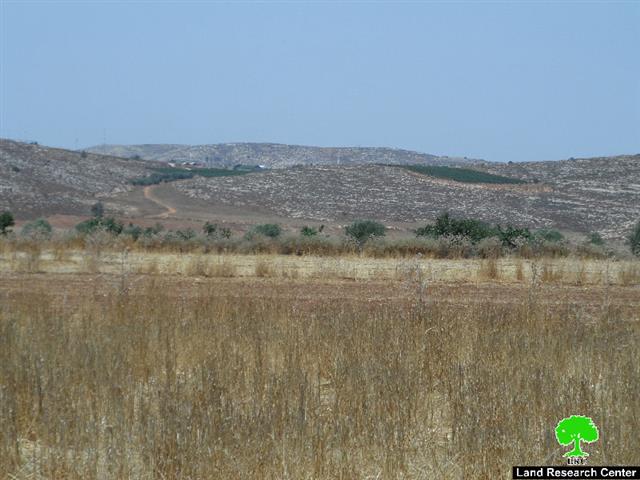 مستعمرو ” عادي عاد” يعدمون 150 غرسة زيتون في بلدة ترمسعيا