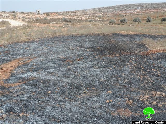 إحراق حقول للشعير وأشجار زيتون معمرة في الريف الجنوبي من مدينة نابلس