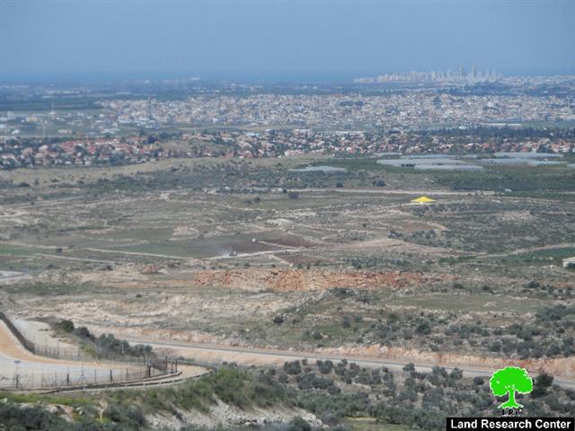 Israeli Occupation Forces steal 150 citrus seedling in Jayyous village