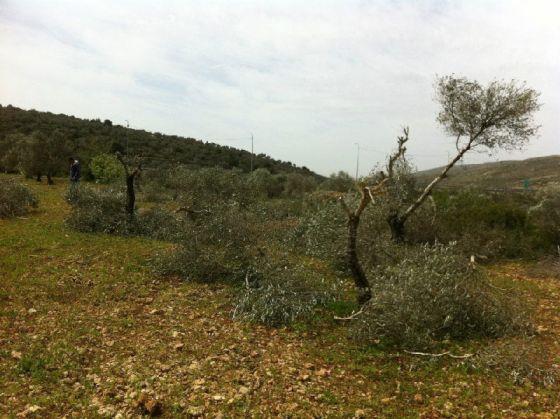 Colonists of Talmun Ravage Olive Trees in Al Janiya village – Ramallah Governorate