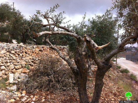 Knocking down retaining walls and breaking of trees in Wadi al Amir in Halhul – Hebron