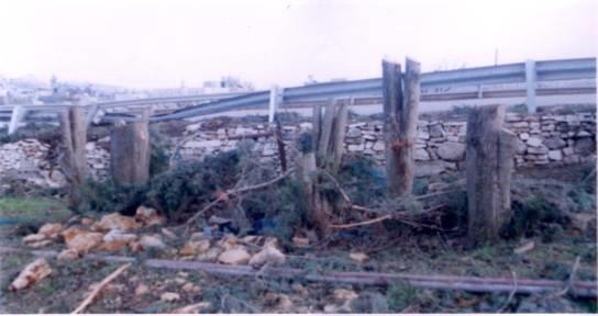 Under security pretext…!!! Israeli army cut Pine and Apple trees on the main road opposite Al- Arrub camp
