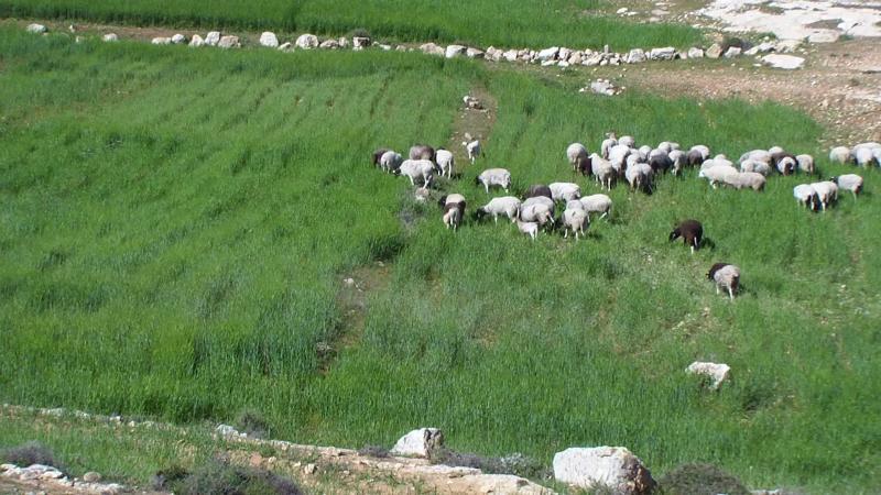 Solar panels shattered and agricultural lands attacked