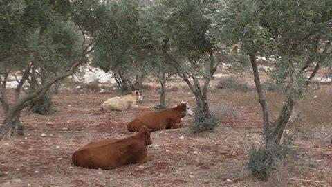 مستعمرو ” ايتمار” يطلقون أبقارهم في حقول زيتون بلدة عقربا … رغم أنها منطقة مصنفة “ب”