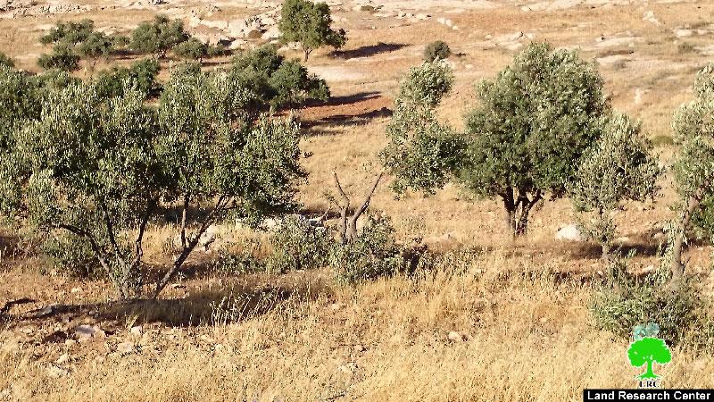 Colonists attack lands in the Hebron village of Yatta