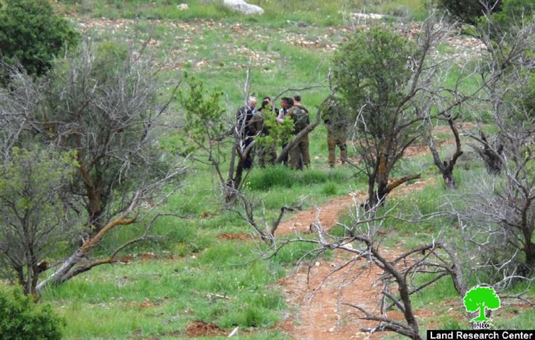 ضمن الهجمة العدوانية على الزيتون الفلسطيني, مستعمرون يقتلعون 1200 شتلة زيتون ولوزيات من أراضي بلدة الشيوخ