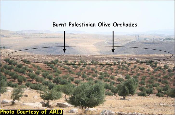 Israeli Settlers Set Fire to Palestinian Agricultural Lands in the Village of Tequ’ in Bethlehem Governorate