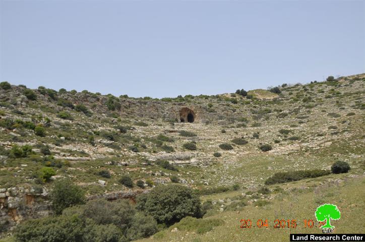 Uprooting and looting 520 olive saplings in the Salfit village of Deir Istiya