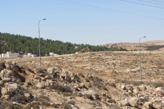 Colonists Cut down Olive Trees  and Expand a Colony