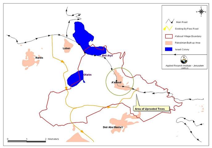 Uprooting of the Olive trees in ‘Aboud village