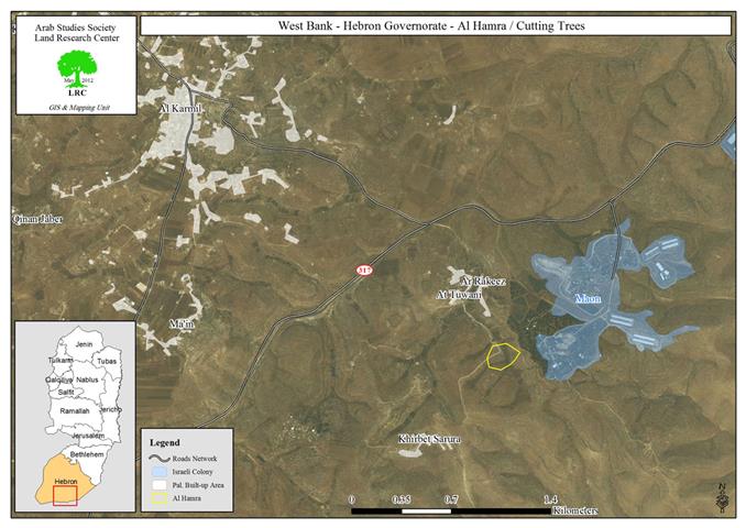 مستعمرو ” ماعون ” يقطعون 20 شجرة زيتون في منطقة الحُمرا جنوب يطا