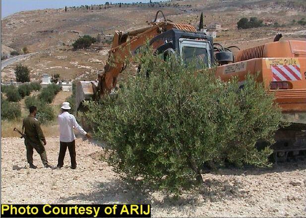 The Olive Harvest Season in Palestine, 2003