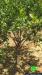 Marking 2268 Olive and Citrus Trees for Removal in Salfit