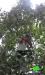 The Israeli Occupation Forces sweep a plot and uproot trees in Al-Arrub camp