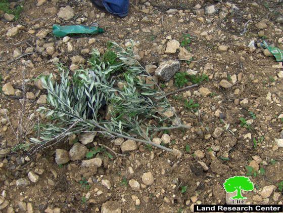 Ravaging 40 Olive Seedlings in Deir Ballout
